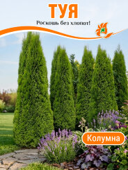 Туя Колумна