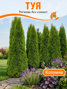 Туя Колумна (западная) Туя Колумна (западная)
