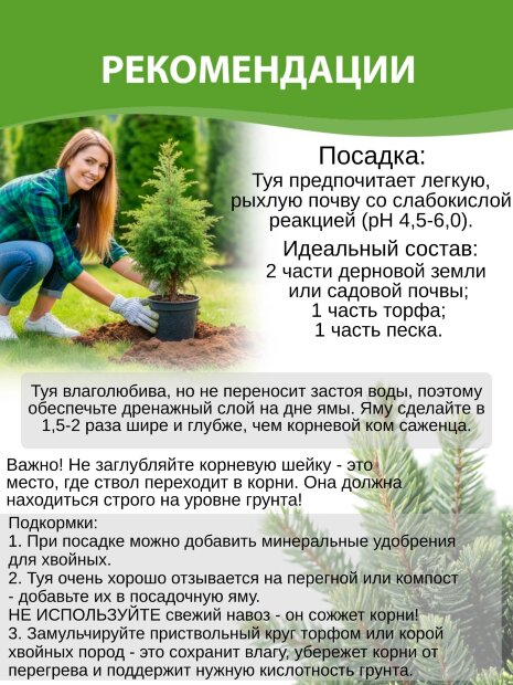 Туя Колумна (западная)