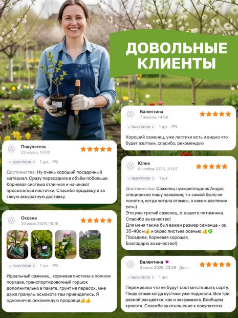 Ирис Пурплишес (сибирский)