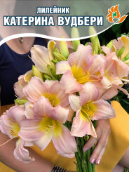 Лилейник Катерина Вудбери 