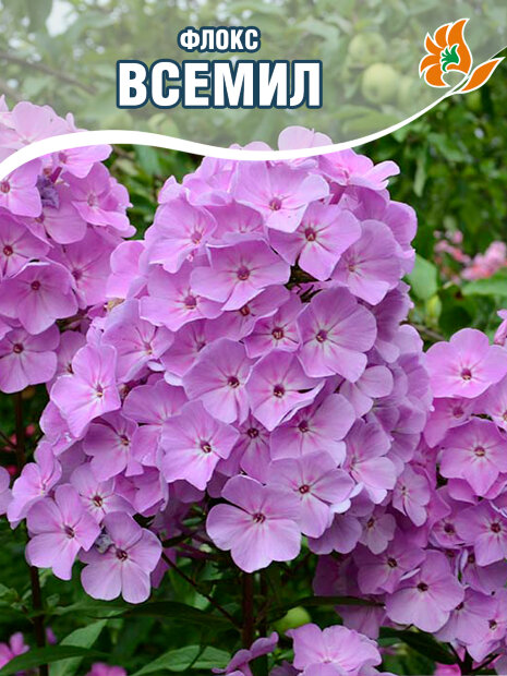 Флокс Всемил