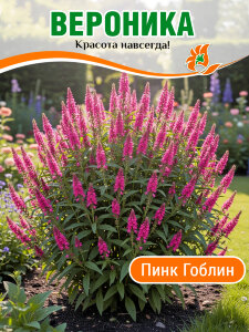 Вероника Пинк Гоблин (колосковая) Вероника Пинк Гоблин (колосковая)