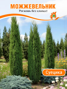 Можжевельник Суецика (обыкновенный) Можжевельник Суецика (обыкновенный)