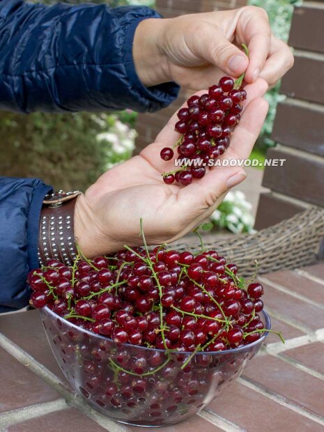 Смородина Виксне (красная) саженцы 