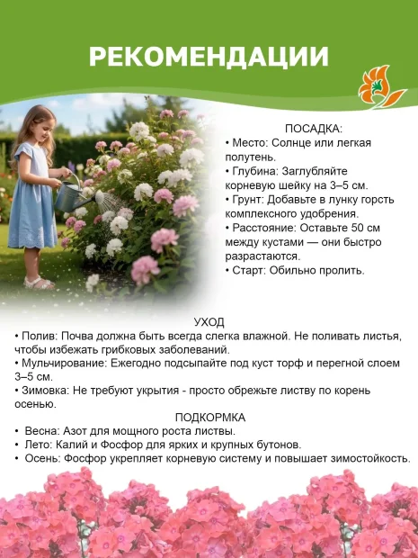 Флокс Герман