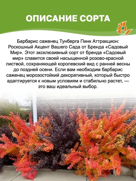 Барбарис Пинк Аттракцион (Тунберга) саженцы 