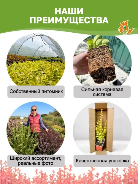 Барбарис Пинк Аттракцион (Тунберга) саженцы 