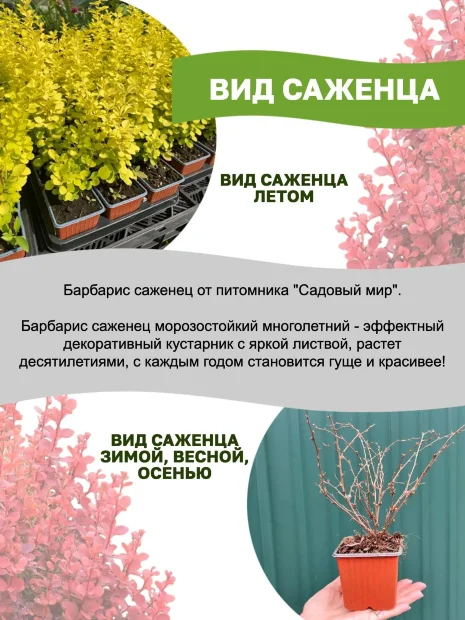 Барбарис Пинк Аттракцион (Тунберга) саженцы 