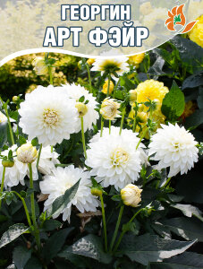Георгин Геллери Арт Фэйр (низкорослый) Георгин Геллери Арт Фэйр (низкорослый)