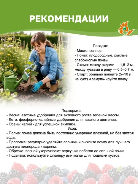 Малина Конёк Горбунок (ремонтантная) саженцы 