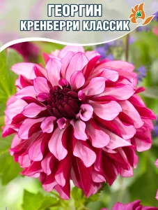Георгин Кренберри Классик (декоративный)  
