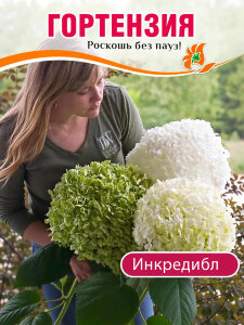 Гортензия Инкредибл (древовидная) Гортензия Инкредибл (древовидная)