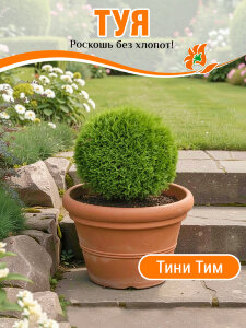 Туя Тини Тим (западная) Туя Тини Тим (западная)