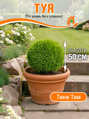 Туя Тини Тим Туя Тини Тим