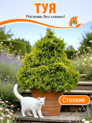 Туя Столвик Туя Столвик