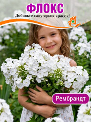Флокс Рембранд Флокс Рембранд