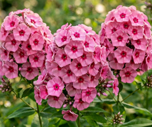Многолетние